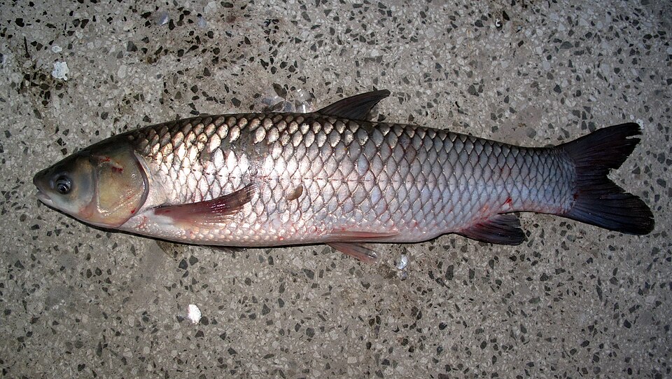 Amury