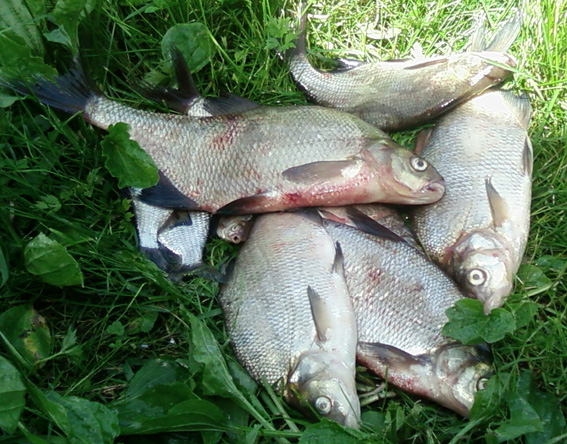 Leszcze